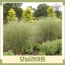 모닝라이트 억새류 4치포트 10개