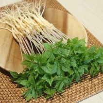 전남 무안 수경재배 새싹삼 특 100뿌리