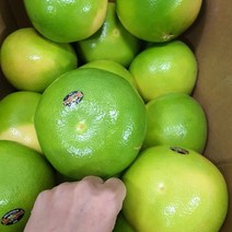 메로골드 미국 청자몽 27입 16kg내외 (특대과590g내외)