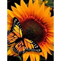 세진 120가지 이상그림 색표현이 풍부한 제품 비즈 보석 십자수, 82 리얼 해바라기 33x44 정사각형
