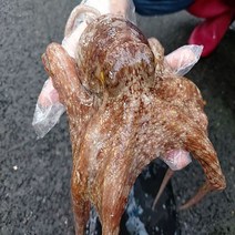 고흥 자연산 돌문어 1kg(1-4마리), 1개