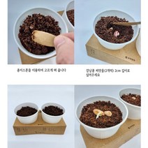 강낭콩키우기 식물키우기 화분2개 식목일 민들기 CM2301 강남콩 화분키트 친환경인증 식물 기르기 체험