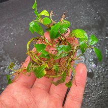 [동일개체 발송상품] 부세파란드라 sp. 멜론 7-5