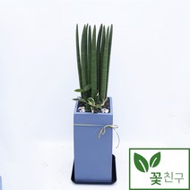 꽃친구 스투키 사각분 중형 대형 개업화분 축하화분 개업식 사무실 병원 약국 실내 식당 인테리어화분 전국 당일배송