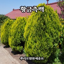 뿌리로템원예종묘_황금측백나무 분묘 삽목1년털이묘/30cm 40cm 80cm 묘목, 키80cm 내외