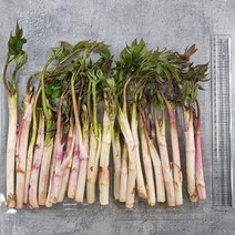 당일수확 강원도 땅두릅 봄나물 산나물 두릅 500g 1kg 2kg, 선택2. 500g
