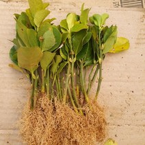 사철나무 묘목_30주 (키15센티내외), 본상품선택, 1개