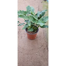 [골든플랜트] 샐렘 셀렘 필로덴드론 키우기쉬운식물 공기정화식물 셀럼 셀륨 셀렘