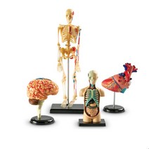 학교 인체 골격 두뇌 심장기관 모형교구 학급교육용 인체모형 어린이집 자연과학교구 사람인체