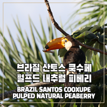 (커피생두) 101 브라질 산토스 쿡수페 펄프드 내추럴 피베리 1kg, 1개