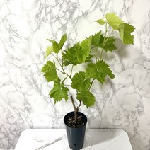 샤인머스켓 나무 화분 묘목 샤인머스캣