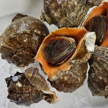 국내산 태안 자연산 참소라 1kg 소라, 참소라_소1kg (9-13미)