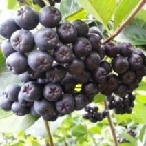 아로니아 묘목 5주 블랙 초코베리