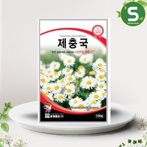 제충국씨앗 100립 천연 살충제 다년생 꽃씨앗 종자, 단품