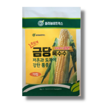 금당옥수수 씨앗 70립/ 초당옥수수 초당계 금당 옥수수종자