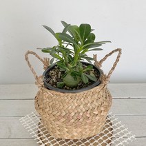 아데니움 석화(소)해초바구니 사막의장미 라고불리는 미니바오밥나무, 단품