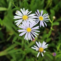 벌개미취 x 10포트 가을꽃 야생화 다년생