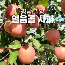 밀양 얼음골 사과 10키로 5키로 유명한곳 못난이 꿀, 얼음골사과 정품 5kg 대과