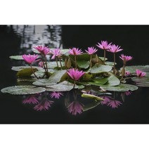 NS연꽃씨앗/백련10립/연씨앗/꽃씨/연자육, 1개