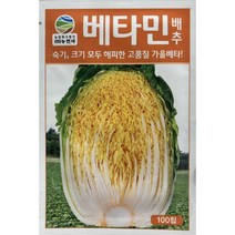 베타민 100립 / 김장 배추 씨앗 항암 베타 배추