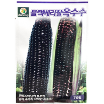다농 블랙배리찰 옥수수씨앗 찰옥수수 70립 안토시아닌 풍부