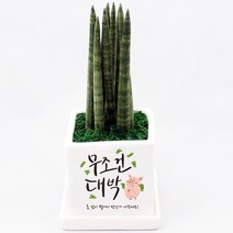 무조건대박 개업 선물 실내 공기정화식물 화분 맞춤형 축하 메세지 꽃화분 배달 입주 집들이 이사 가게오픈 카페 식당 승진 사무실, 크루시아, 쇼핑백O
