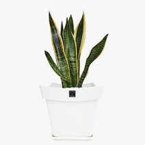 산세베리아 안스리움 스투키 분갈이 가벼운 화분 강화 단단한 플랜테리어 실내정원