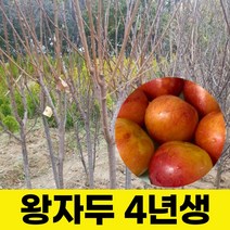 왕자두묘목 결실주 4년생 1주 조경수 자두나무, 1개