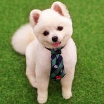 강아지 넥타이 스카프 애견 악세사리 보타이 S, 레드, 레드