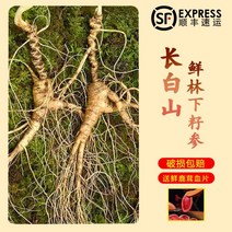 인삼 삼림 장백산 산삼 동북 특산품 선물, 20년에 약 5개 50그램, 50g