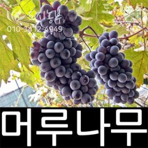 진머루/머루/묘목/삽목/1년/1주/도시농부/모종/씨앗