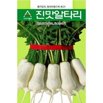 진맛 알타리 씨앗 500g 총각 김치 동치미 종자 뿌리 균일 상품성 좋음 대면적 영리 재배 텃밭 채소 농사 김장