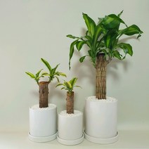 행운목 공기정화식물 선물용 인테리어 거실 사무실책상위, 대품