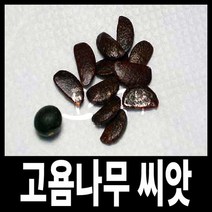 고욤나무/ 고욤 나무/씨앗/종자/1리터/도시농부