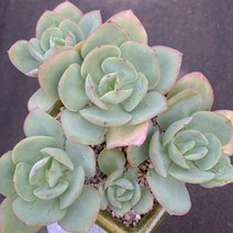[다육이아지트]둥근잎비취후리대자연, 1개