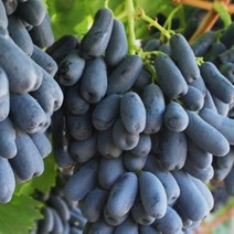 묘목/포도/스위트사파이어(블랙사파이어)/3년생 T자형(뿌리 분) KJ010