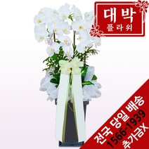 대박플라워 화이트호접 서양란 승진선물 취임란 영전 이전 개업선물 부모님선물 꽃배달