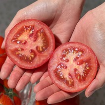 완숙 찰 토마토 5kg 4번 사이즈, 단품