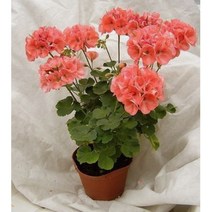 페라고늄-칼레 10cm포트묘 (묘종2개) 실내월동 다년초 사계절식물 반려식물 [케이야생화]