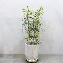 [받침풀세트] 플라랜드 공기정화 인테리어식물 드라세나 송오브 인디아 개업식물 테라조화분, 송오브인디아-테라조팔각화분, 1개