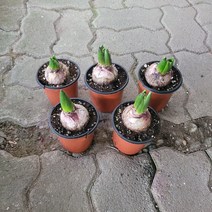 8개발송 히야신스 구근식물 발송 색상랜덤 발송 25 구근이발송, 1개