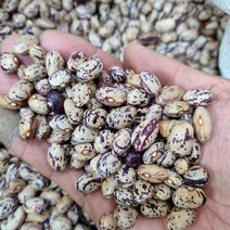 22년산 호랑이강낭콩/국산강낭콩/호랑이강낭콩/22년산마른햇강낭콩, 1개, 1kg