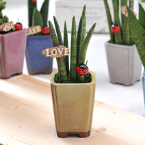 공기정화식물 고급테라스톤화분-스투키(중)