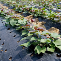 해충 억제 흑색 유공 비닐 0.025mm 165cm 300m 8공 농업용 농사용 썬라이크 필름, 165cm/300m/8공(친환경 인증농가)