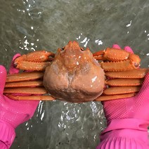 [울진홍게] 먼 바다조업 울진 후포 박달홍게 2kg 4kg 생물/자숙, 02.박달홍게 4kg(생물,8-10마리)