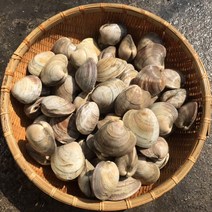 백생합 1kg 백상합 백합조개 조개구이 찜 탕 해물탕 해물찜 캠핑조개 모듬 조개 명주 비단 백합 모시 대합 참가리비구이 수산물 해감완료, 1개