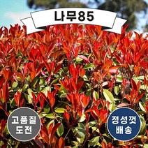 (나무85) 홍가시 레드로빈 1m 내외 분, 1개