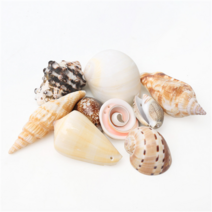 오꿈 조개모형 조개껍데기 100g, C11 타공조개껍질 혼합9종, 1봉