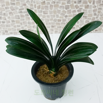 도희씨네 정원>> 고풍스러움 오리지널 군자란 180″ class=”wr-img”></a></div>
</div>
</div>
</div>
<div class=