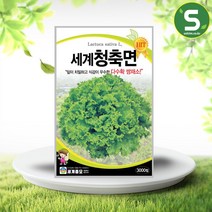 청축면상추씨앗 3000립 세계청축면 꽃상추씨앗 잎상추, 1개